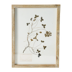wood framed botanical wall decor - identification