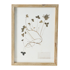 wood framed botanical wall decor - identification