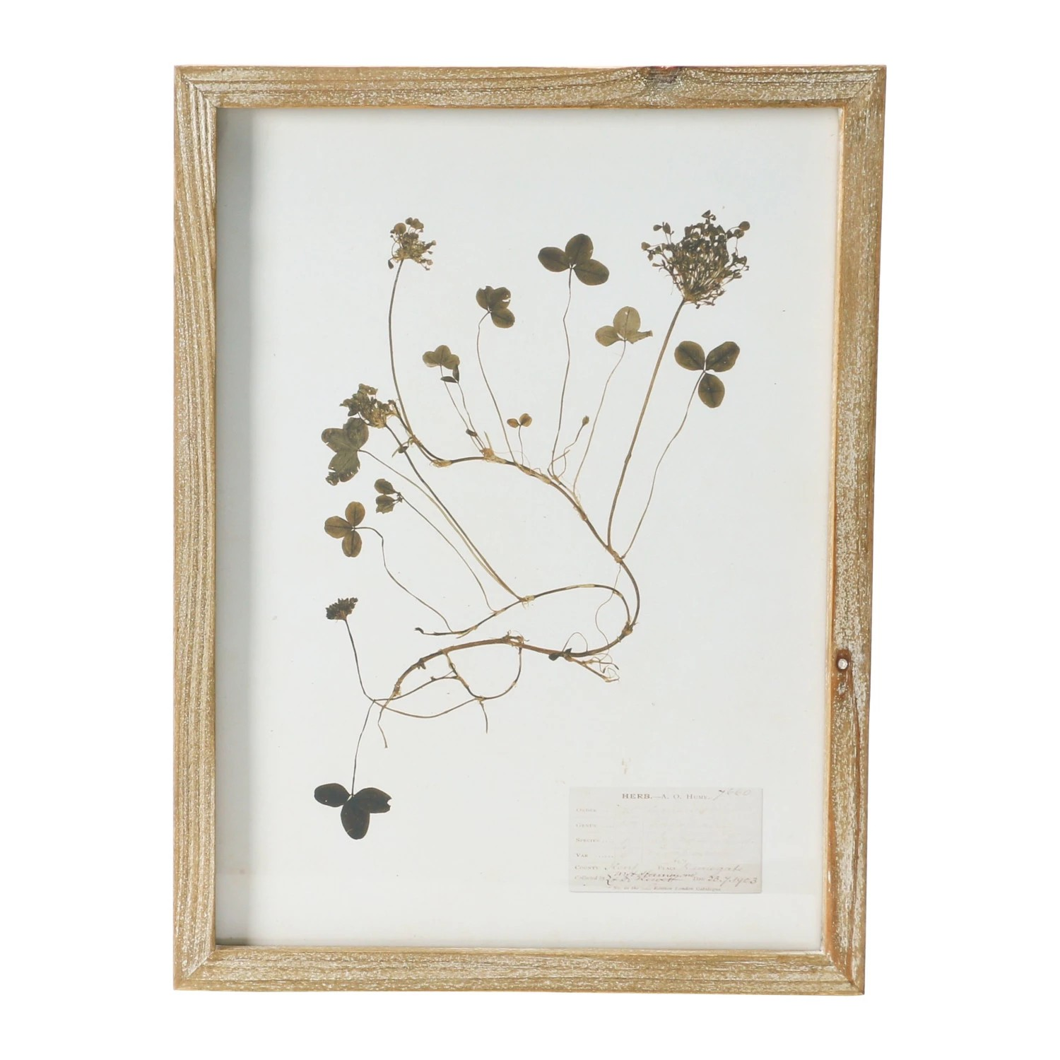wood framed botanical wall decor - identification