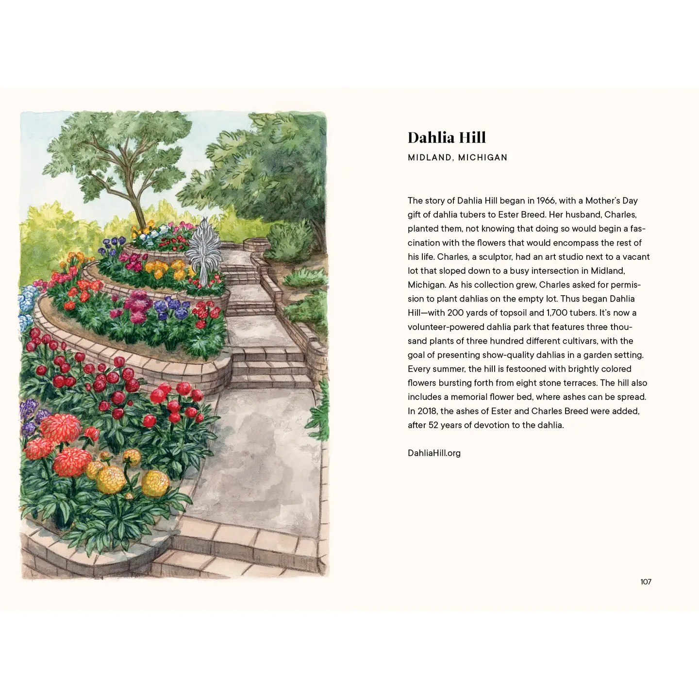 dahlias: a little book of flowers