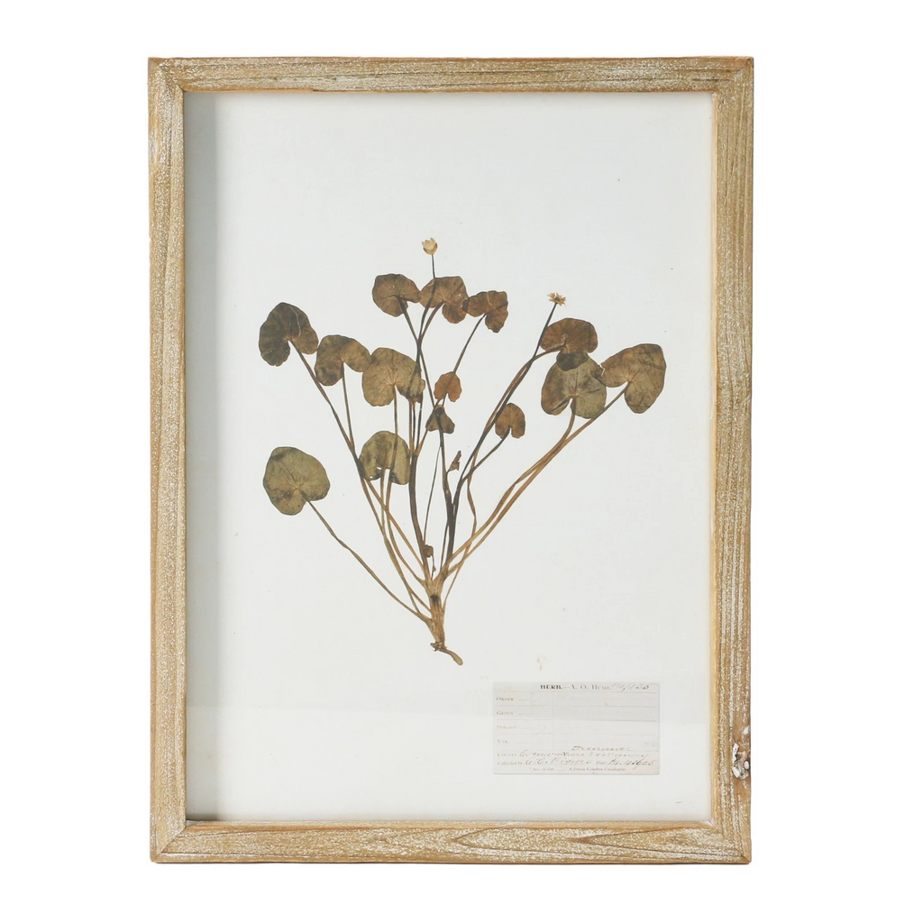 wood framed botanical wall decor - identification