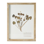 wood framed botanical wall decor - identification