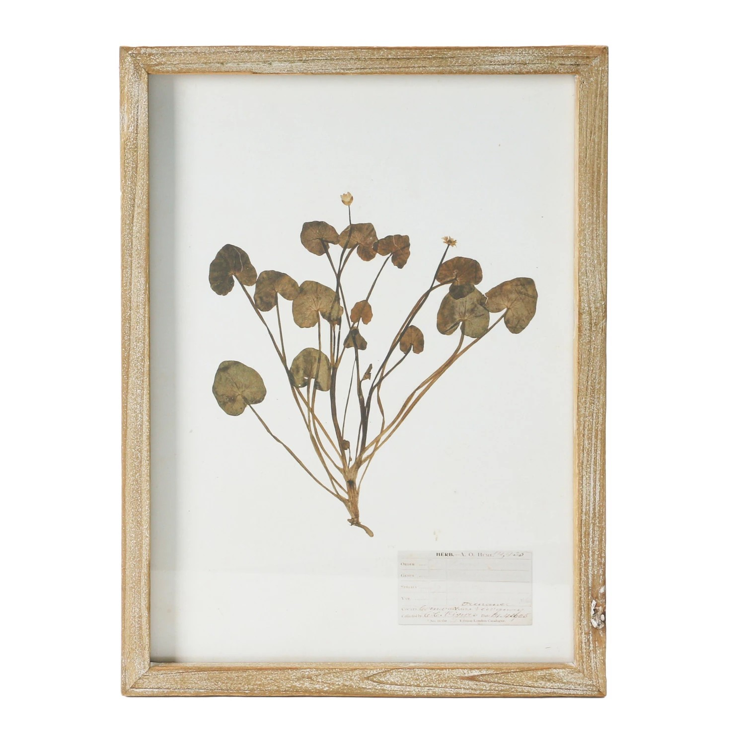 wood framed botanical wall decor - identification
