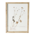 wood framed botanical wall decor - identification
